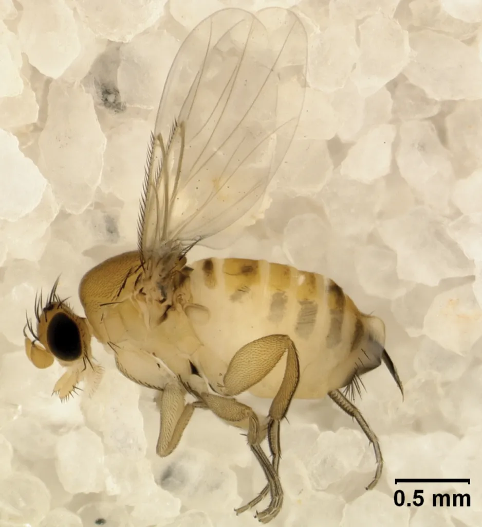 Apocephalus borealis - photo 3