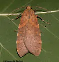 Apocrisias thaumasta - Hodges#8219