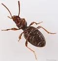 Apocrypha anthicoides