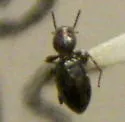 Apocrypha anthicoides - photo 2