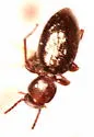 Apocrypha anthicoides - photo 3