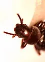 Apocrypha anthicoides - photo 4