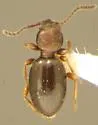 Apocrypha anthicoides - photo 5