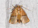 Western Rectilinea Slug Moth