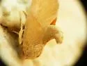 Western Rectilinea Slug Moth - photo 2