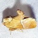 Western Rectilinea Slug Moth - photo 3