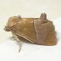 Western Rectilinea Slug Moth - photo 4