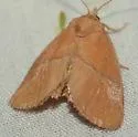 Western Rectilinea Slug Moth - photo 5