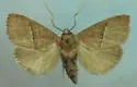 Rectilinea Slug Moth - Hodges#4668