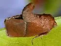 Rectilinea Slug Moth - Hodges#4668 - photo 2