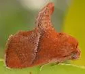 Rectilinea Slug Moth - Hodges#4668 - photo 3