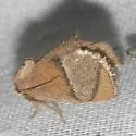 Rectilinea Slug Moth - Hodges#4668 - photo 4