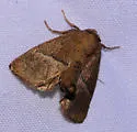 Rectilinea Slug Moth - Hodges#4668 - photo 5
