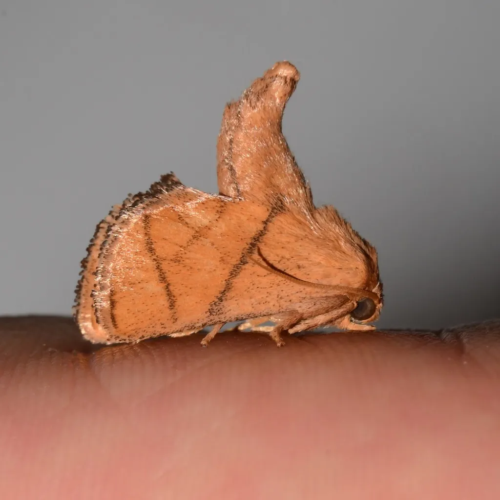 Yellow-collared Slug Moth - photo 2