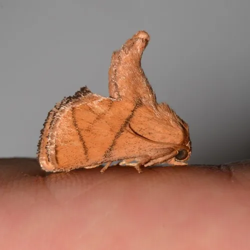 Yellow-collared Slug Moth - photo 4
