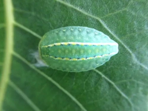 Yellow-collared Slug Moth - photo 5