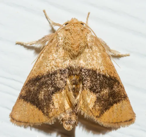 Yellow-collared Slug Moth - photo 6