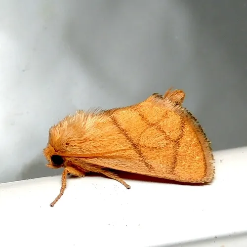 Yellow-collared Slug Moth - photo 7