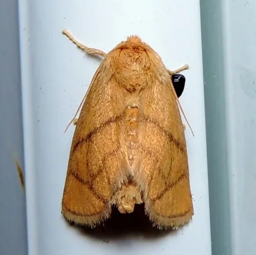 Yellow-collared Slug Moth - photo 8