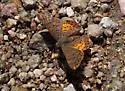 Ares Metalmark - Hodges#4400