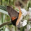 Ares Metalmark - Hodges#4400 - photo 2