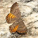 Ares Metalmark - Hodges#4400 - photo 5
