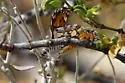 Organ Mountain Metalmark - Hodges#4402.3