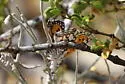 Organ Mountain Metalmark - Hodges#4402.3 - photo 2