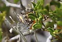 Organ Mountain Metalmark - Hodges#4402.3 - photo 3