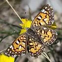 Organ Mountain Metalmark - Hodges#4402.3 - photo 4
