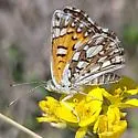 Organ Mountain Metalmark - Hodges#4402.3 - photo 5