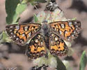 Mexican Metalmark - Hodges#4402.2