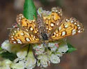 Mexican Metalmark - Hodges#4402.2 - photo 2