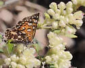 Mexican Metalmark - Hodges#4402.2 - photo 3