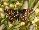 Mexican Metalmark - Hodges#4402.2 - photo 4