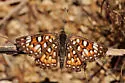 Mexican Metalmark - Hodges#4402.2 - photo 5