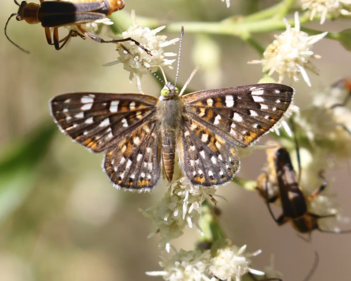 Palmer's Metalmark - photo 3