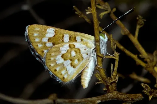 Palmer's Metalmark - photo 5