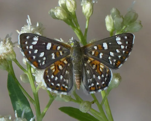 Palmer's Metalmark - photo 6