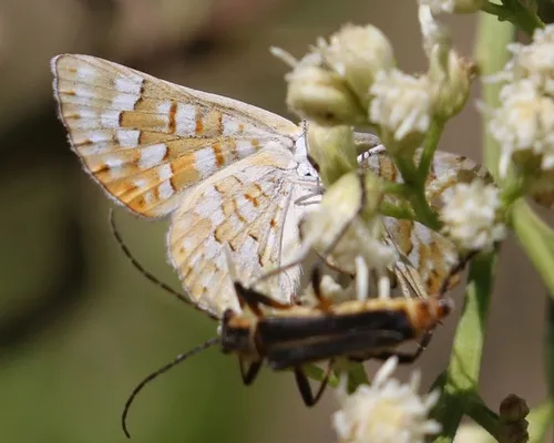 Palmer's Metalmark - photo 7