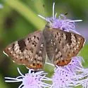 Walker's Metalmark - Hodges#4406
