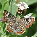 Walker's Metalmark - Hodges#4406 - photo 2