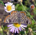 Walker's Metalmark - Hodges#4406 - photo 3