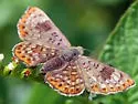 Walker's Metalmark - Hodges#4406 - photo 4