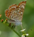 Walker's Metalmark - Hodges#4406 - photo 5