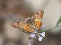 Zela Metalmark - Hodges#4399