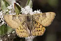 Zela Metalmark - Hodges#4399 - photo 2