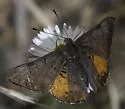 Zela Metalmark - Hodges#4399 - photo 3