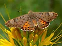 Zela Metalmark - Hodges#4399 - photo 4