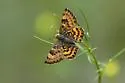 Zela Metalmark - Hodges#4399 - photo 5